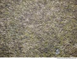 Photo Textures of Ground Grass